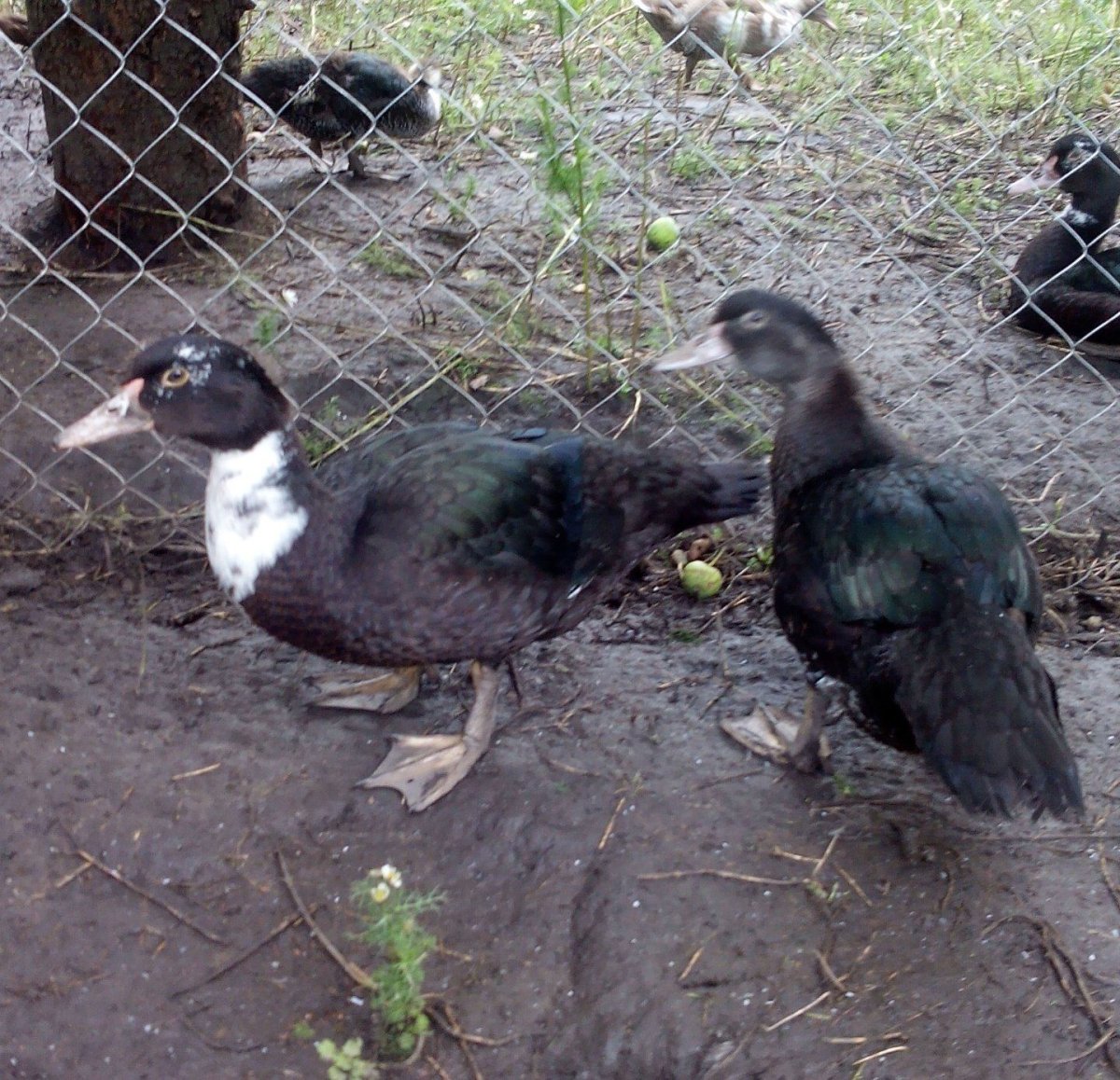 Индоутка ~ 2кг