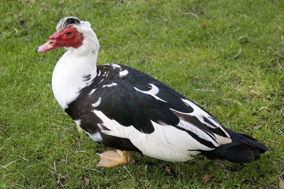 Мускусная утка и индоутка