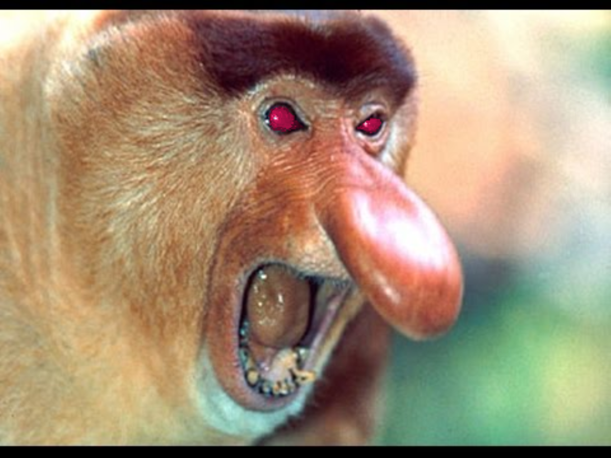 Бабуин носач