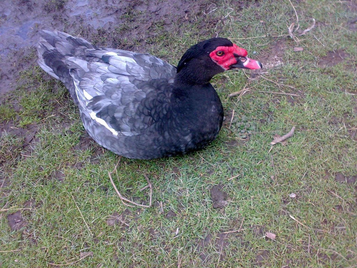 Индоутка мускусная