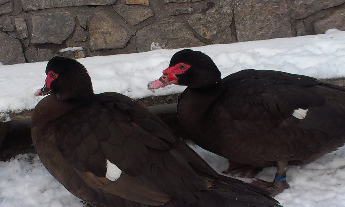 Индоутка красная мускусная