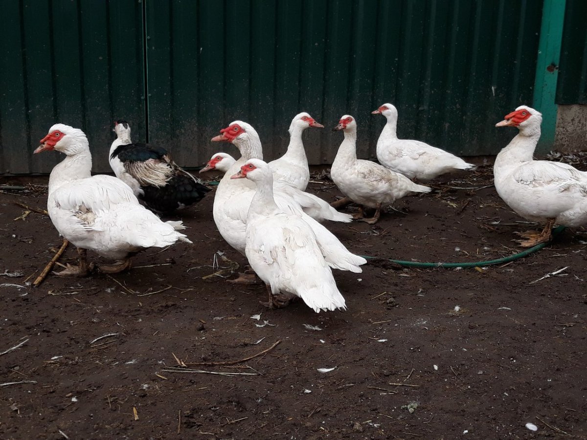 Мускусная белая индоутка