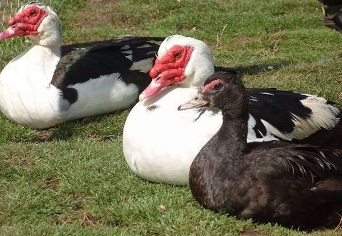 Мускусная утка породы