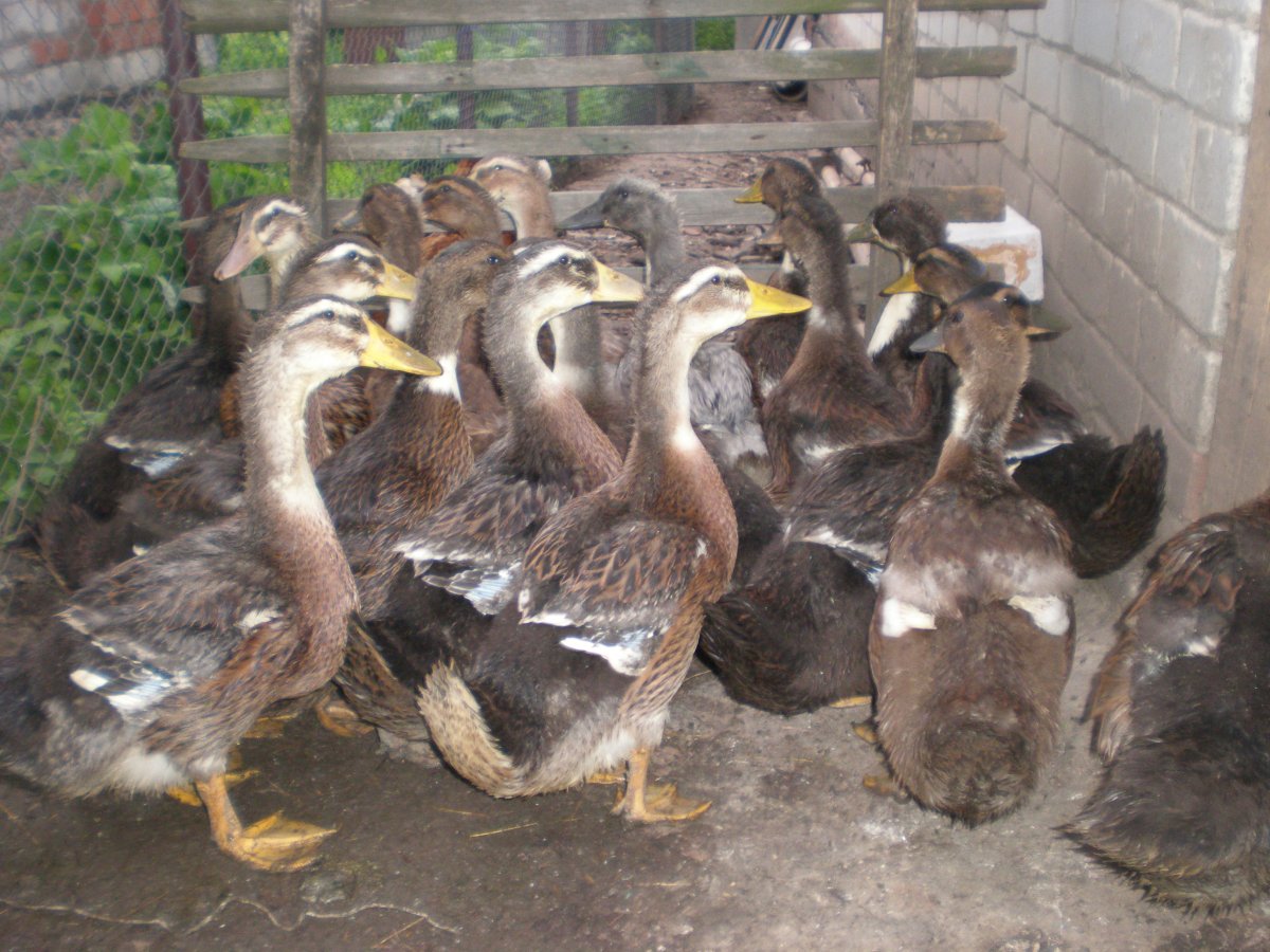 Ферма мускусных уток