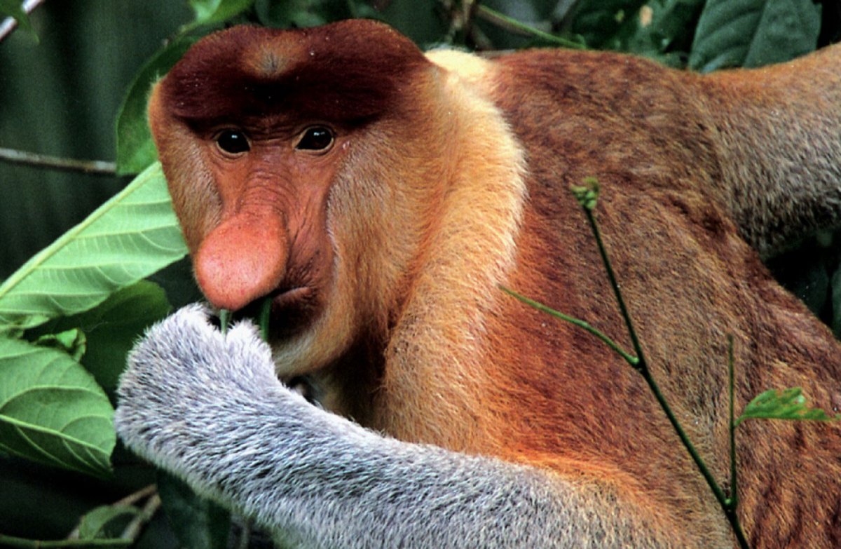 Бабуин носач