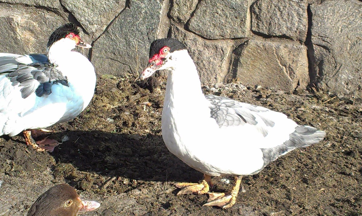 Голубая мускусная утка