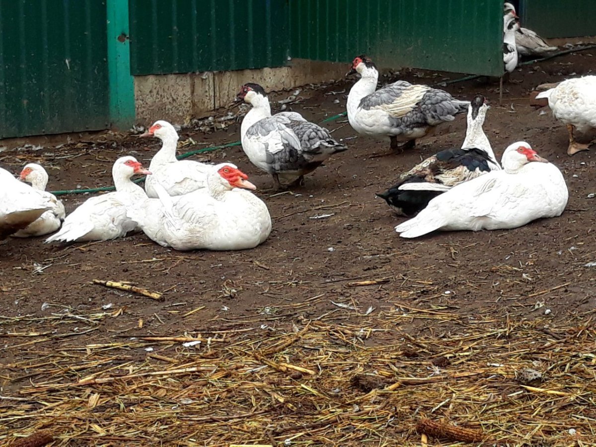 Мускусная утка