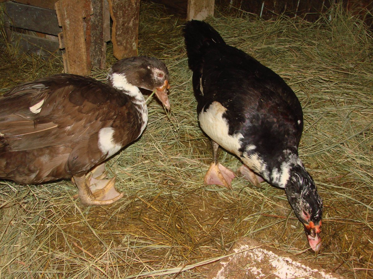 Индоутки красный бык