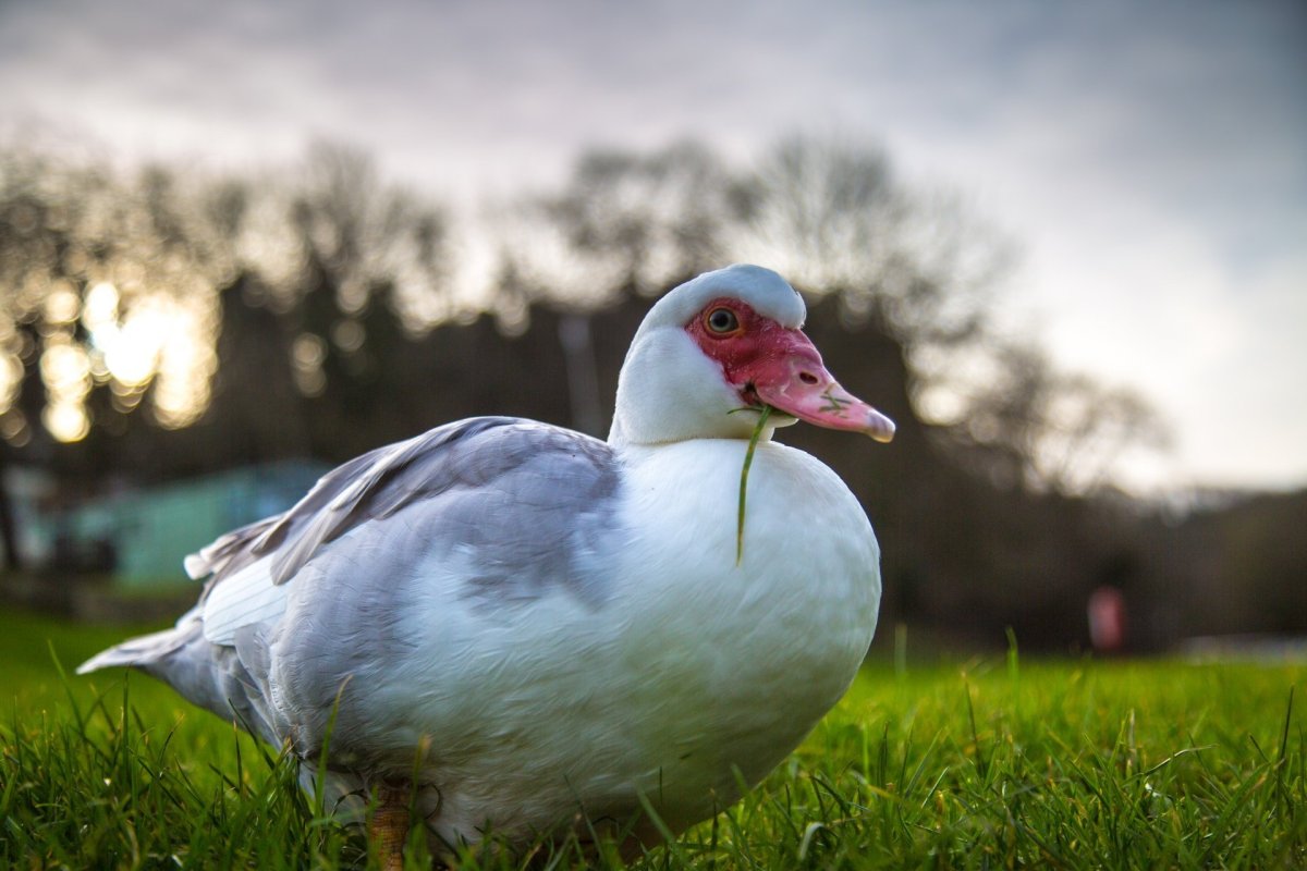 Голубая мускусная утка