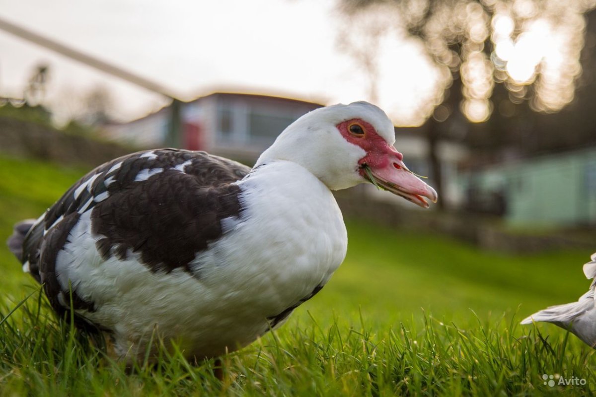 Индоутки мускусные утки