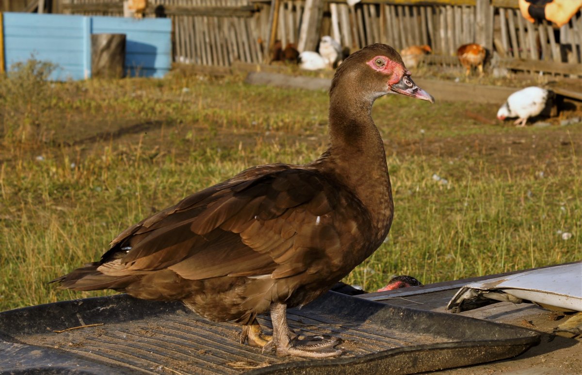 Мускусная утка коричневая