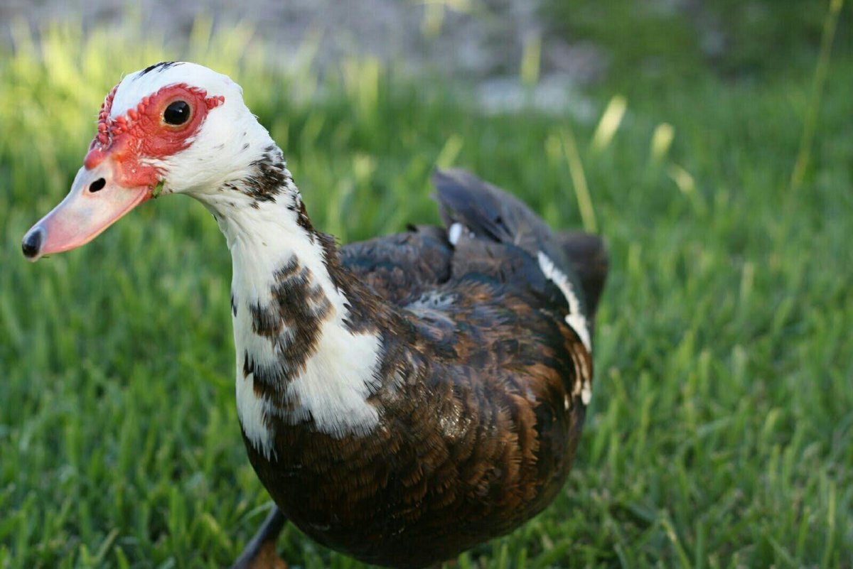 Индоутки мускусные утки