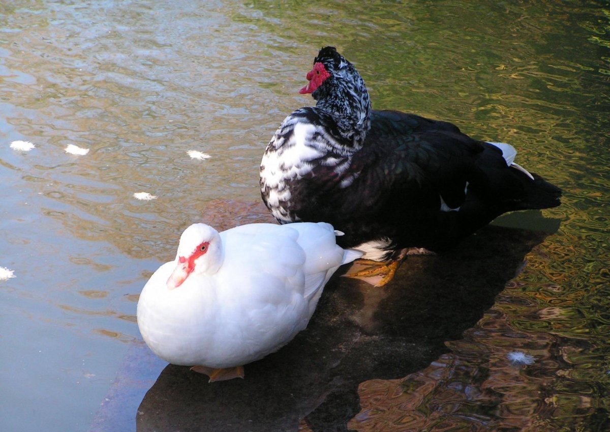 Утка индоутка