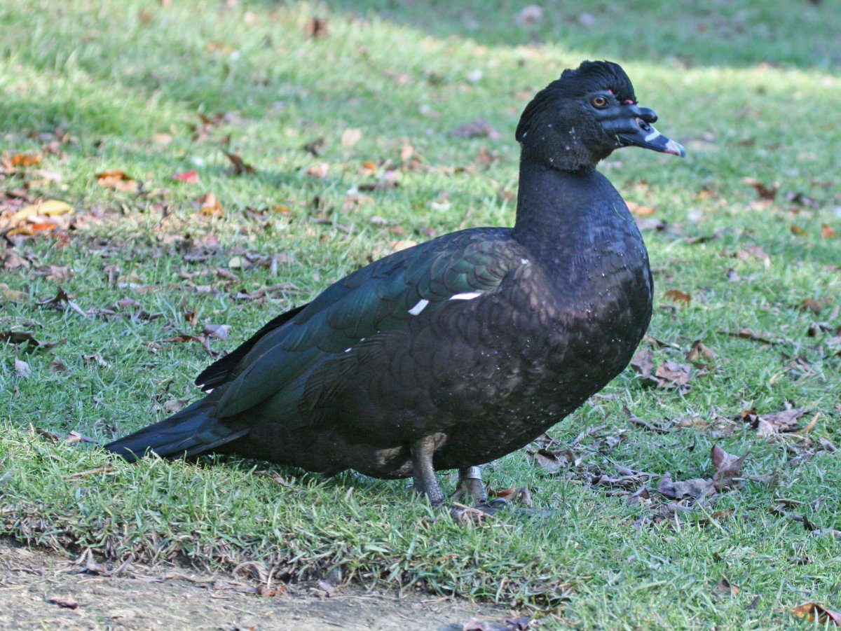 Чёрные мускусные утки