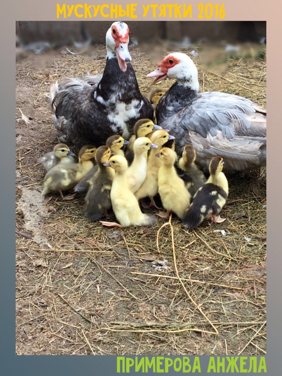 Индоутки мускусные утки