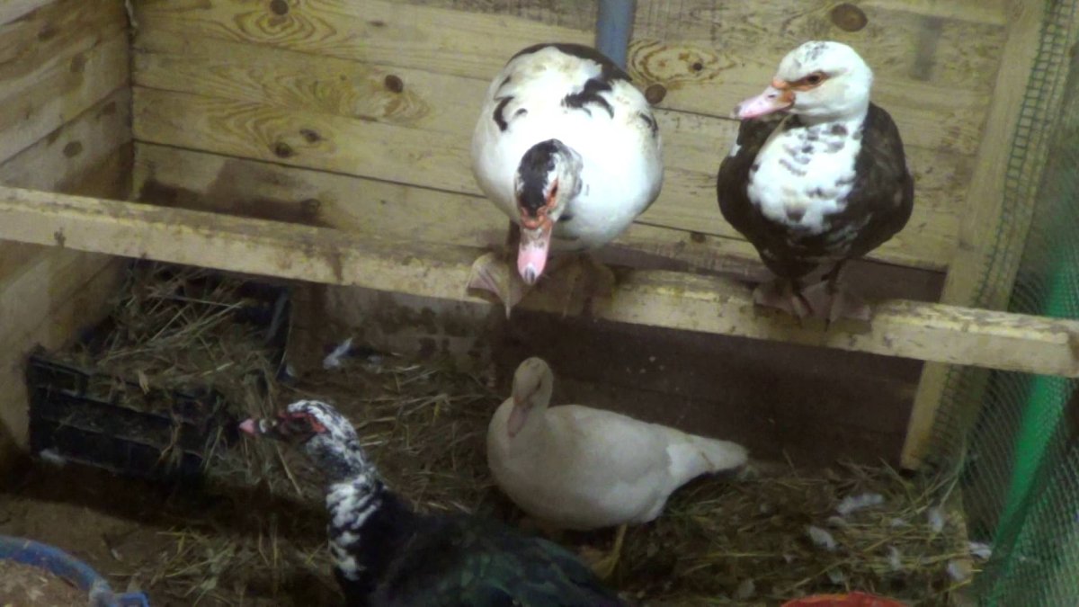 Индоутка селезень