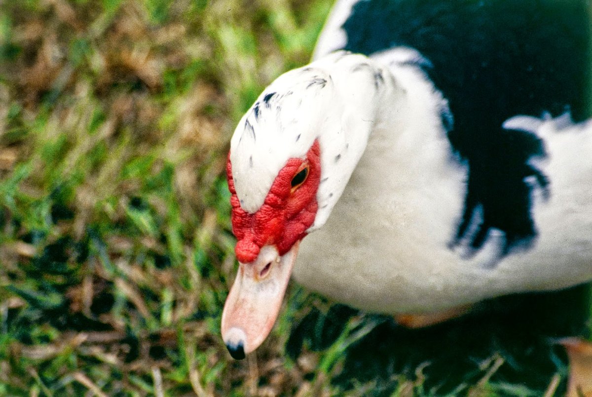 Мускусная утка и индоутка