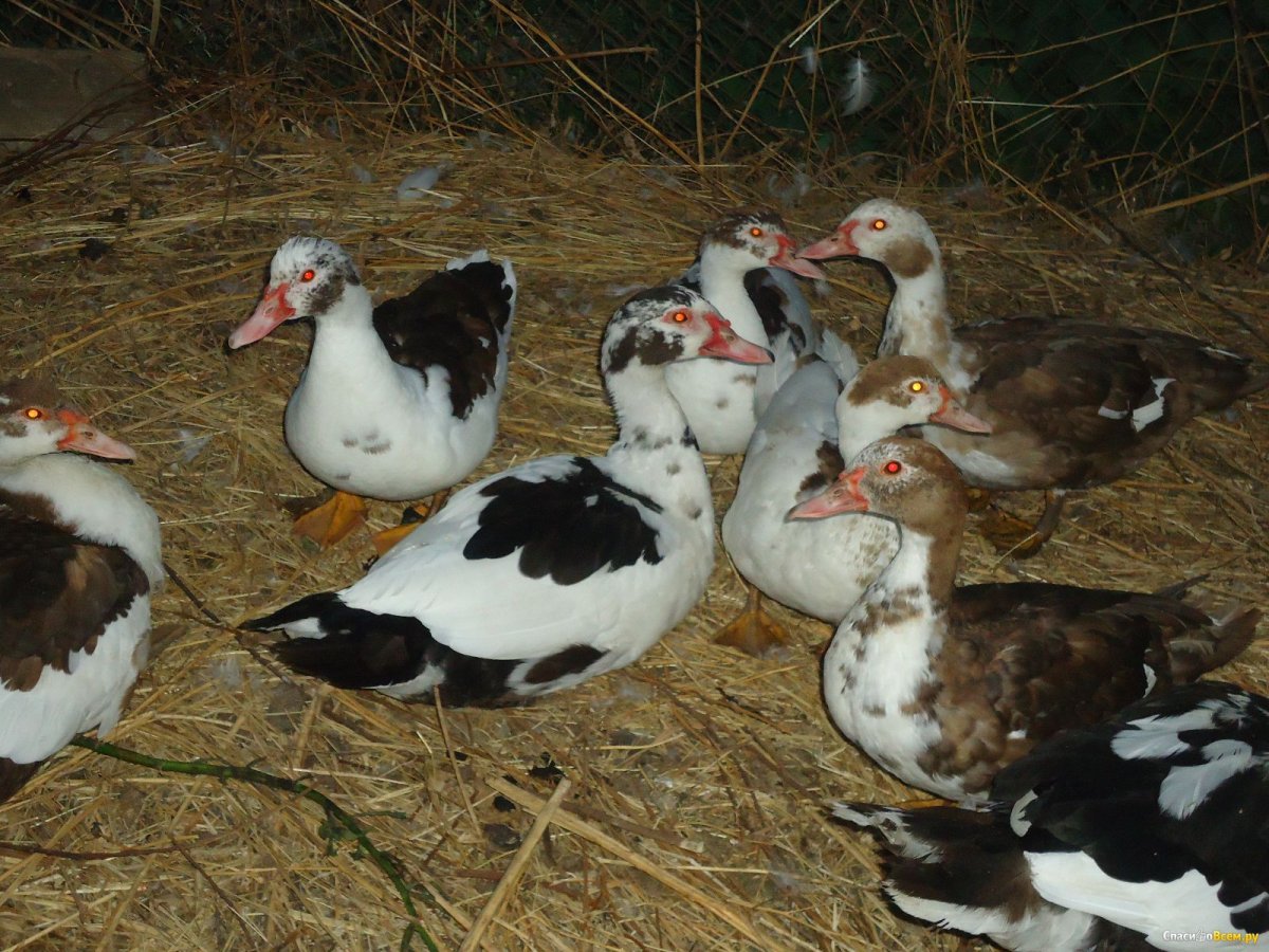 Мускусная утка и индоутка