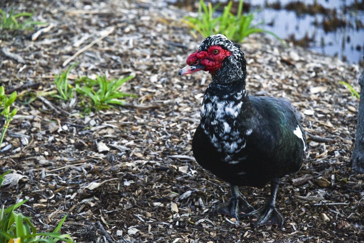 Индоутка мускусная