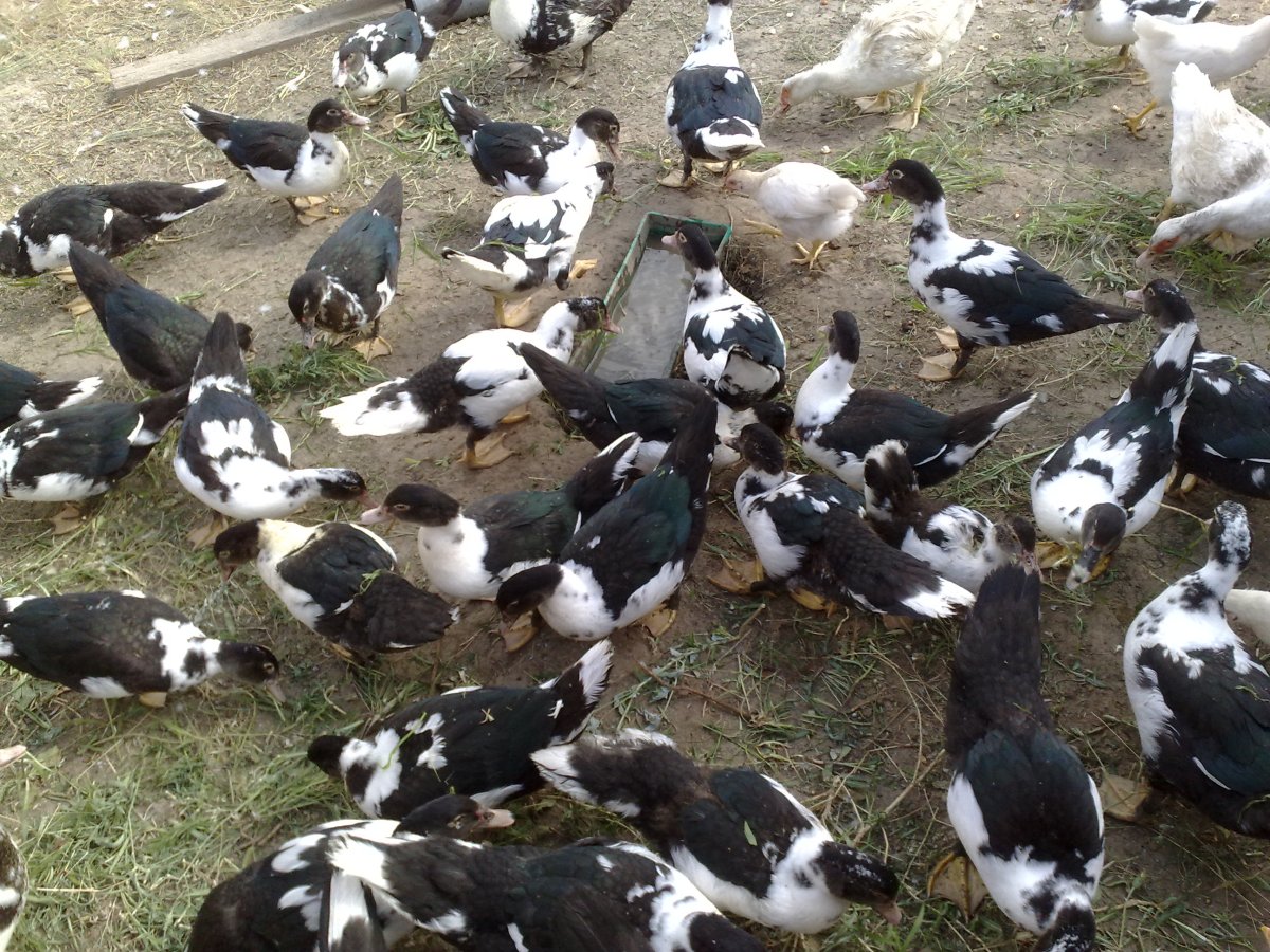 Расцветки мускусных уток