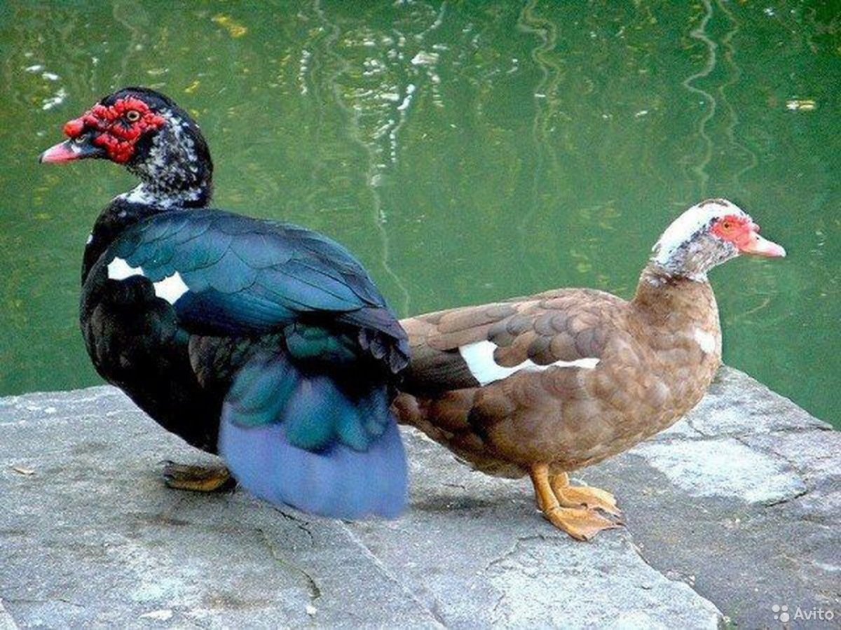 Индоутка мускусная селезень