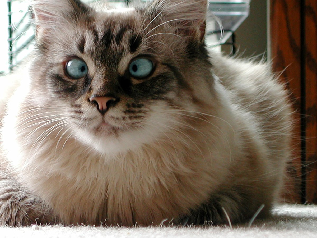 Глаза в кучу