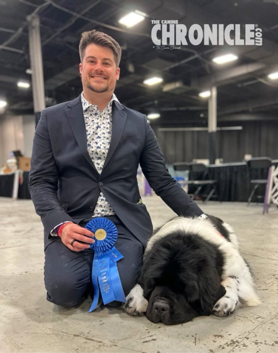 Большая собака Edison