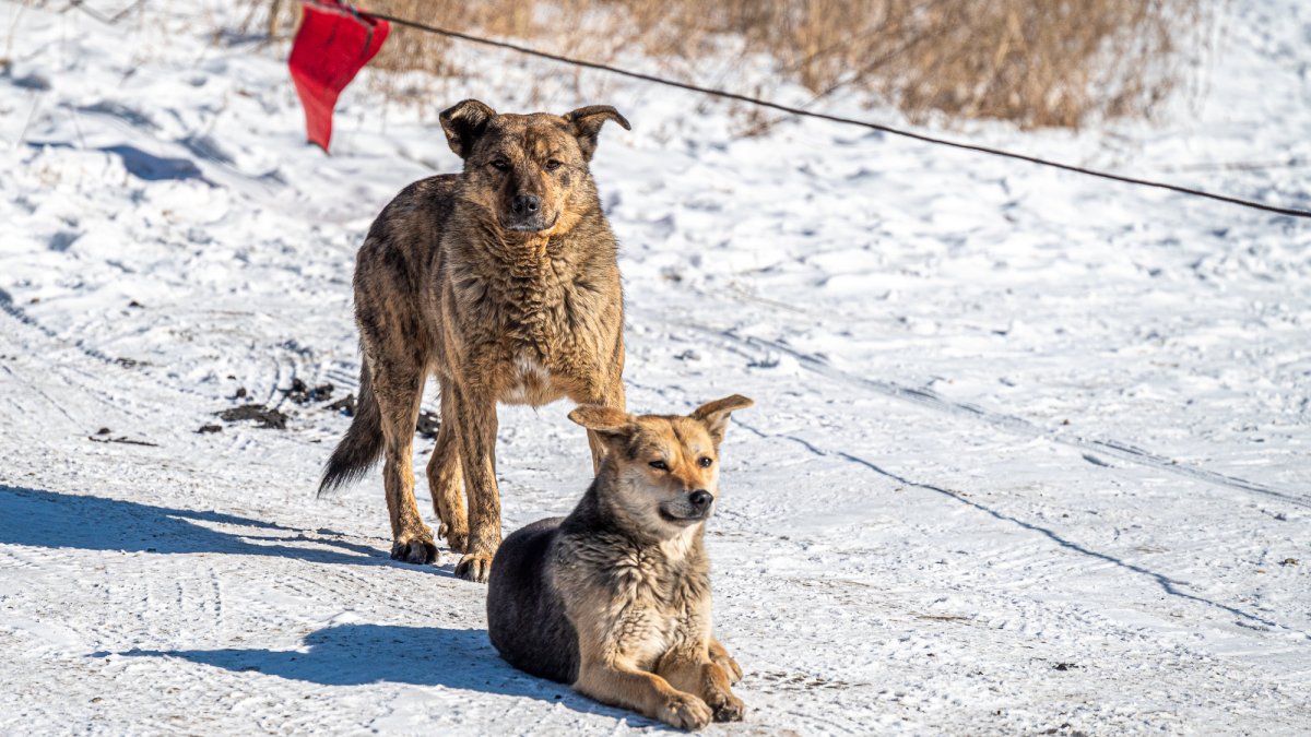 Свора бездомных собак