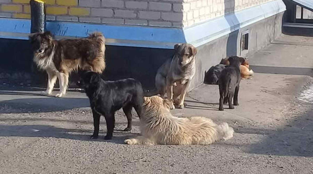 Свора бездомных собак