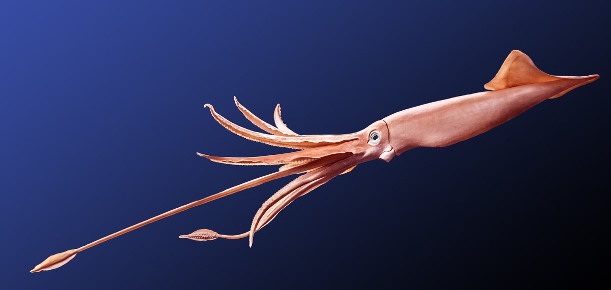Глубоководный кальмар (кальмар-вампир)