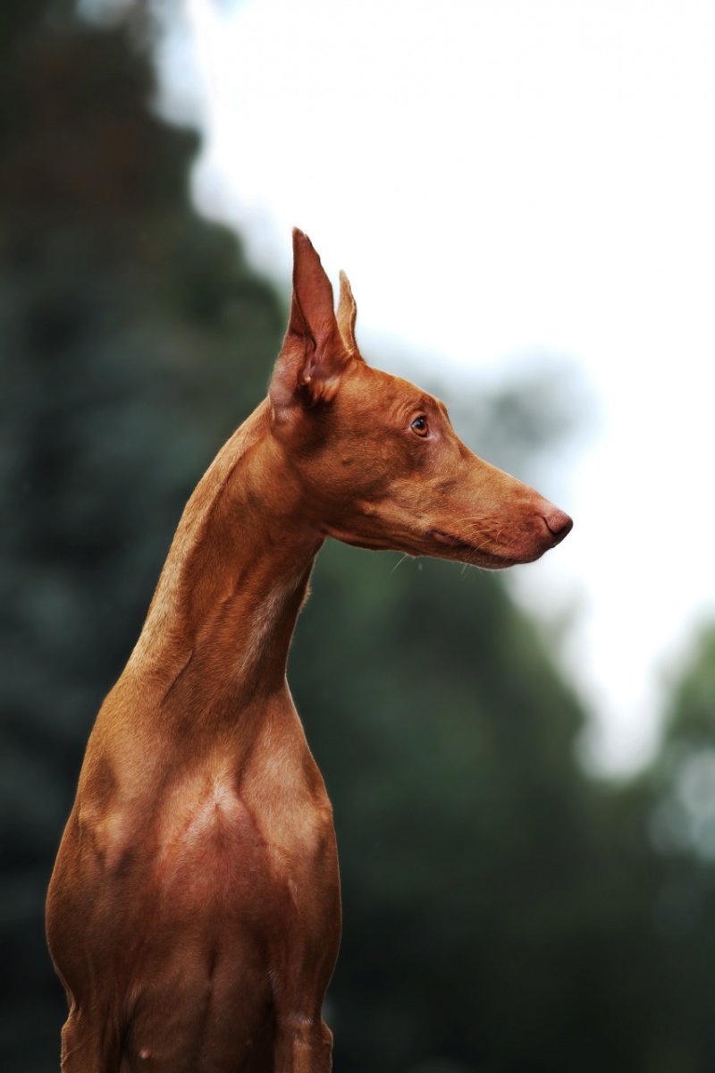 Фараонова собака рост