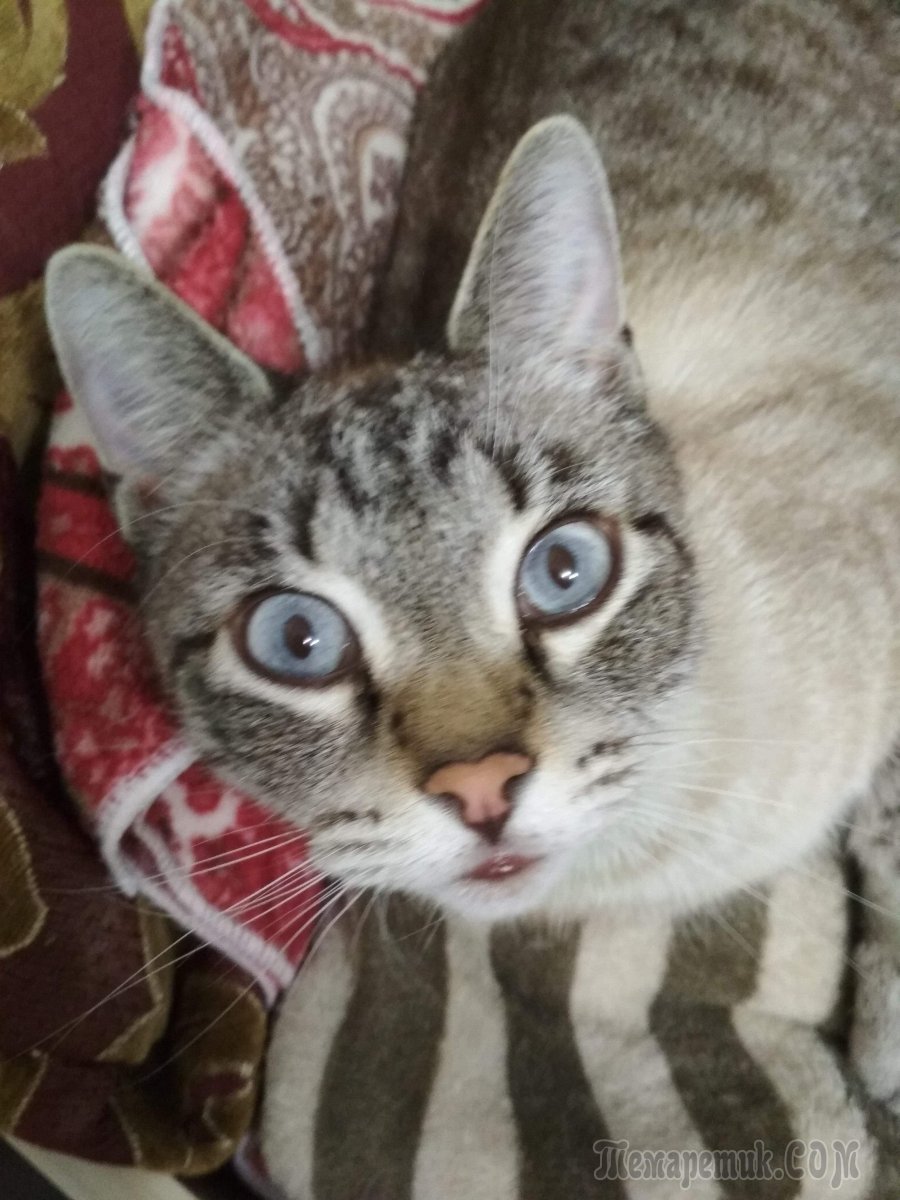 Кот Спанглс порода