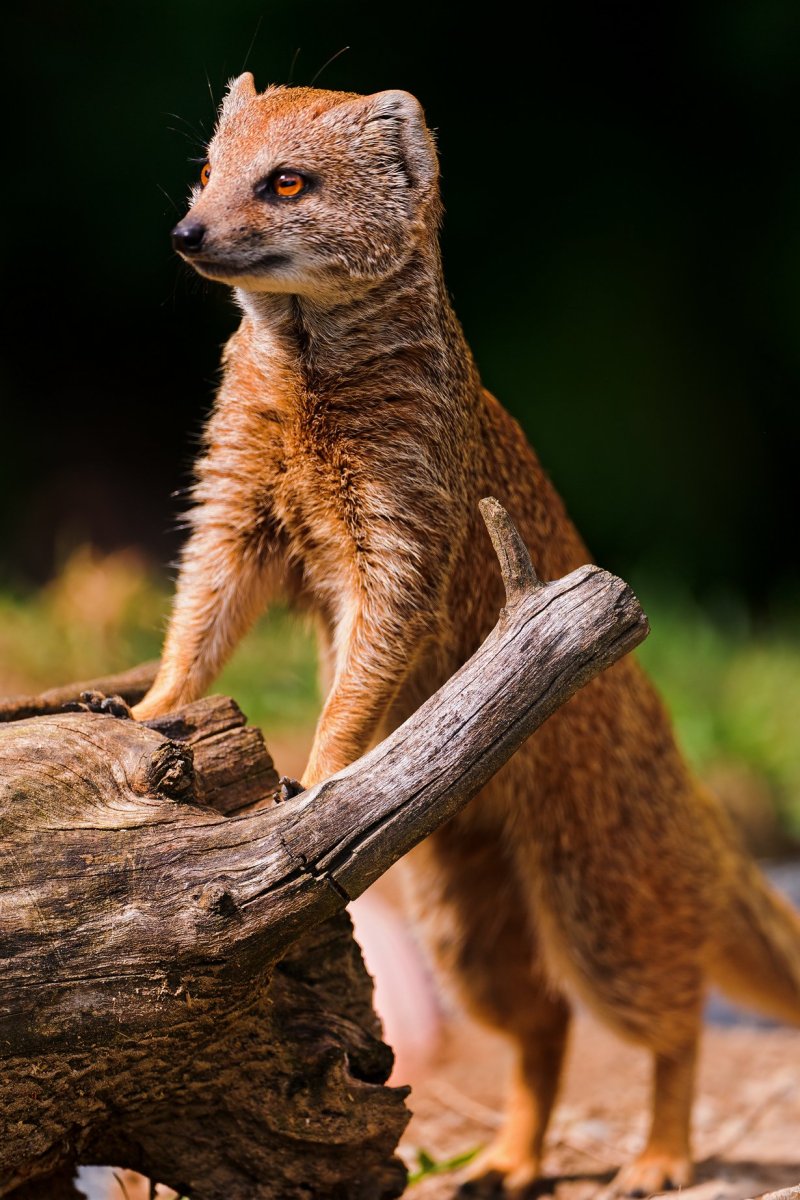 Яванский Мангуст