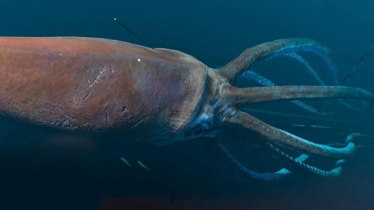 Антарктический гигантский кальмар