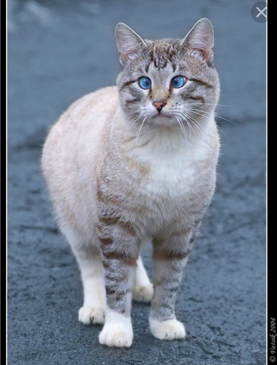 Кошки с узкими глазами