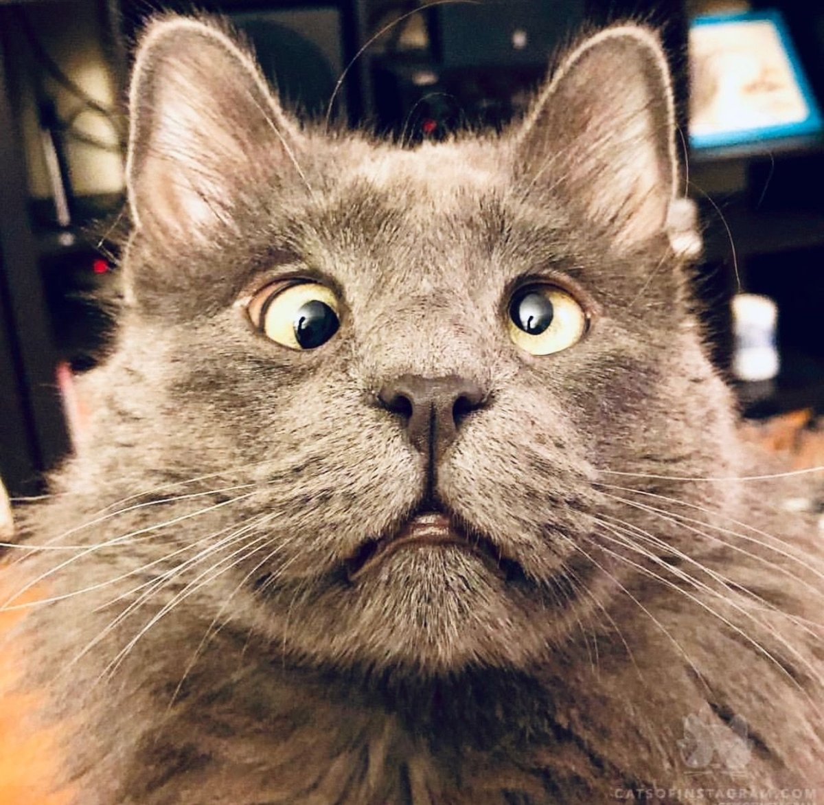 Кот Федор косоглазый