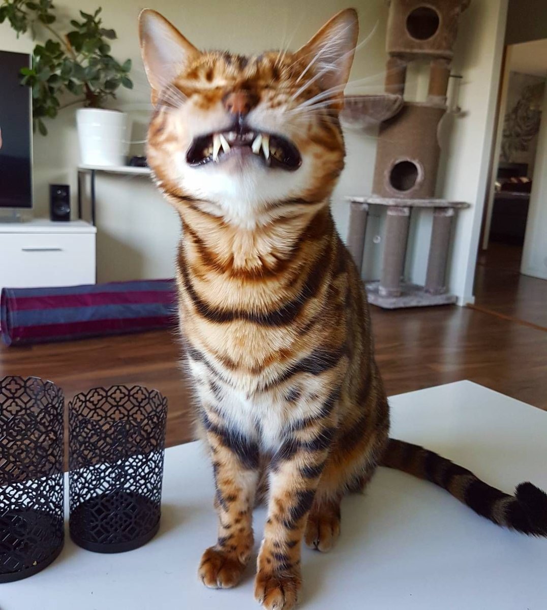 Забавные кошки