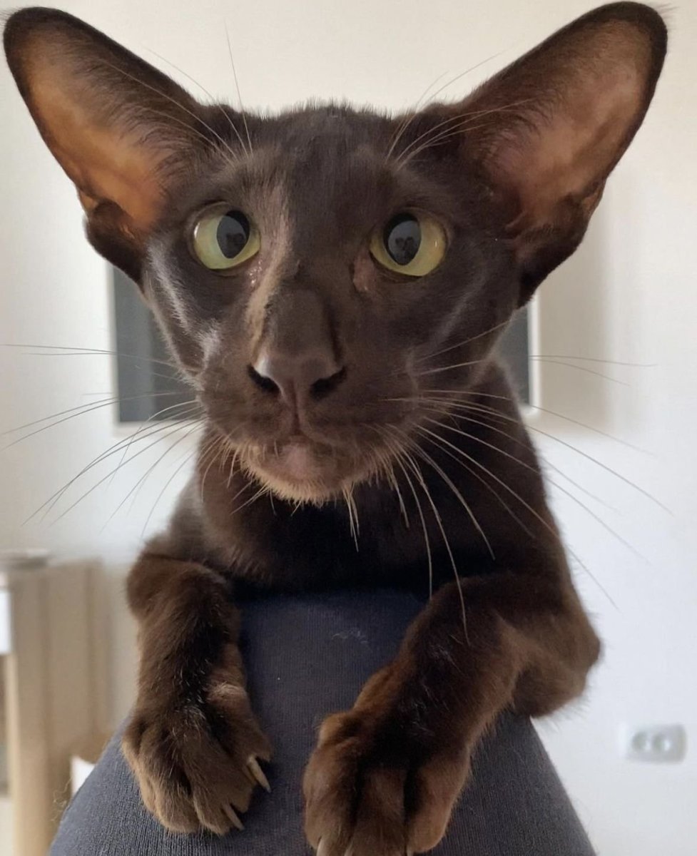 Ориентал Гавана Браун