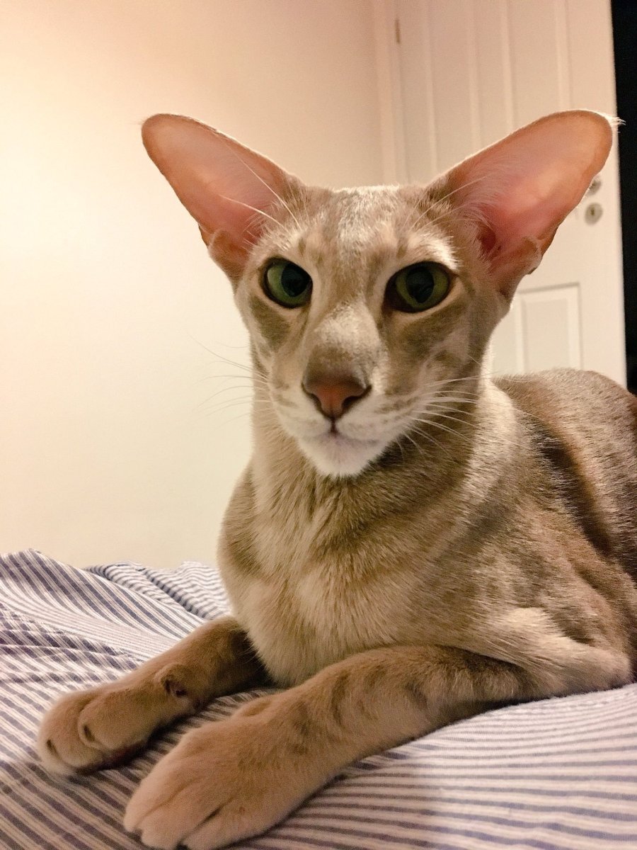 Порода кошек Ориентал