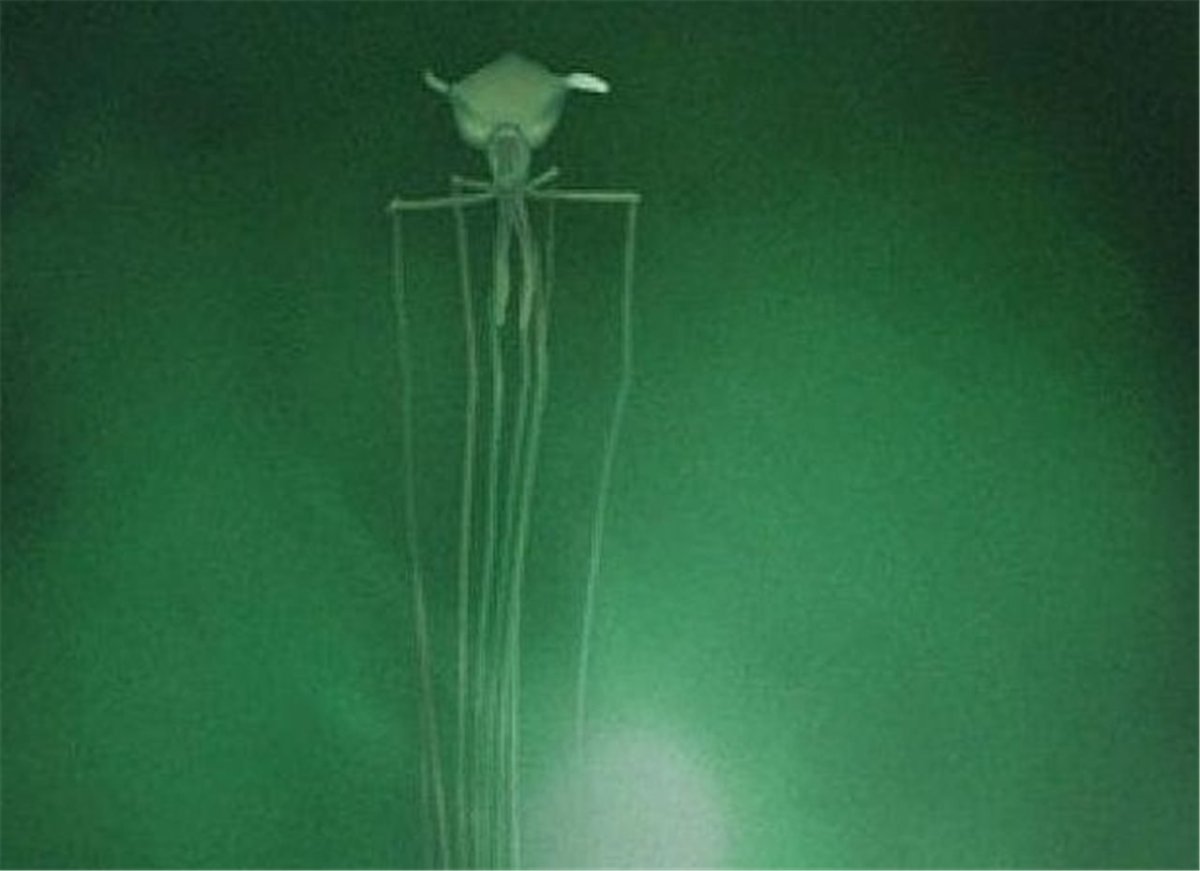 Кальмар Magnapinna