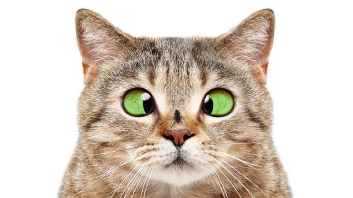 Кошачья морда на белом фоне