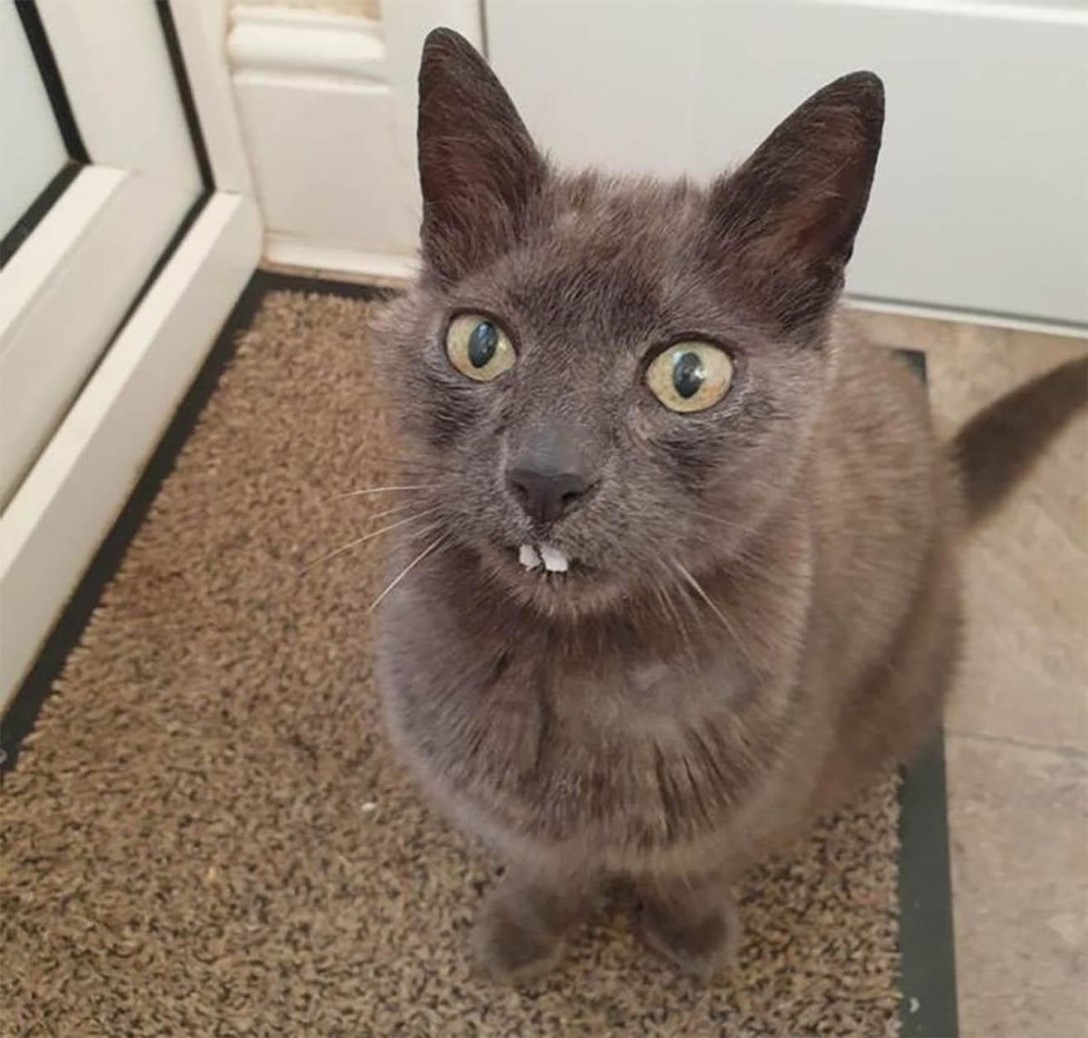 Кот с косыми глазами порода