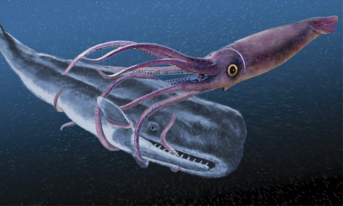 Глубоководный кальмар Архитеутис