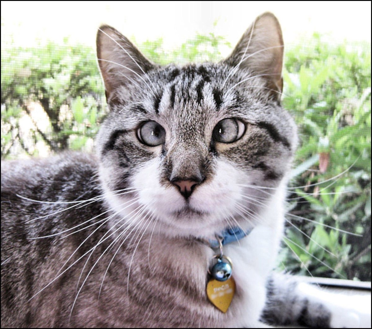 Косоглазый кот Степан