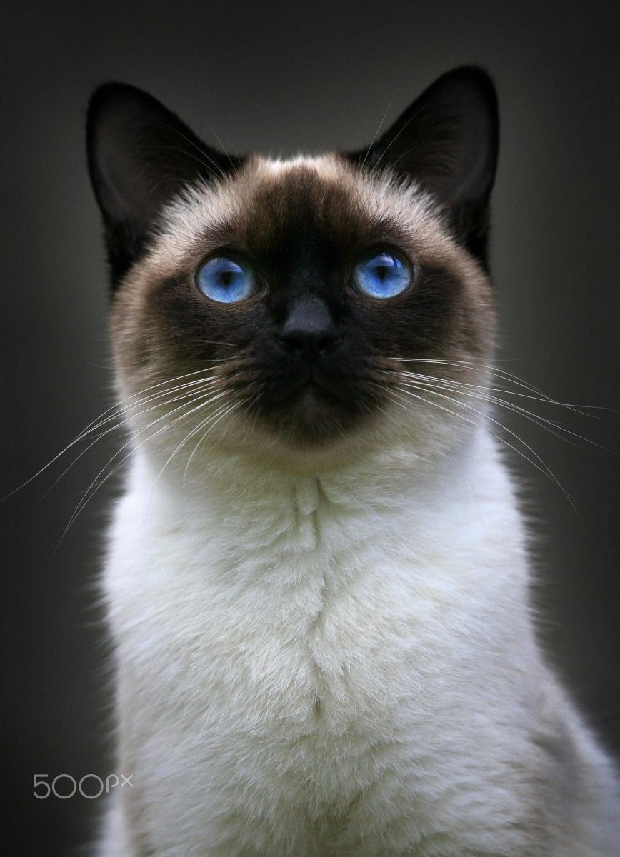 Сиамская кошка Сиамская