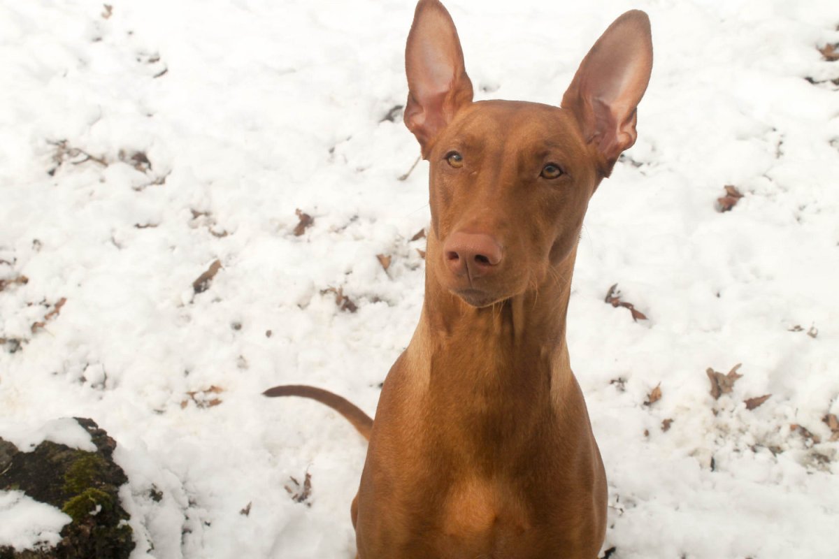 Фараонова собака черная