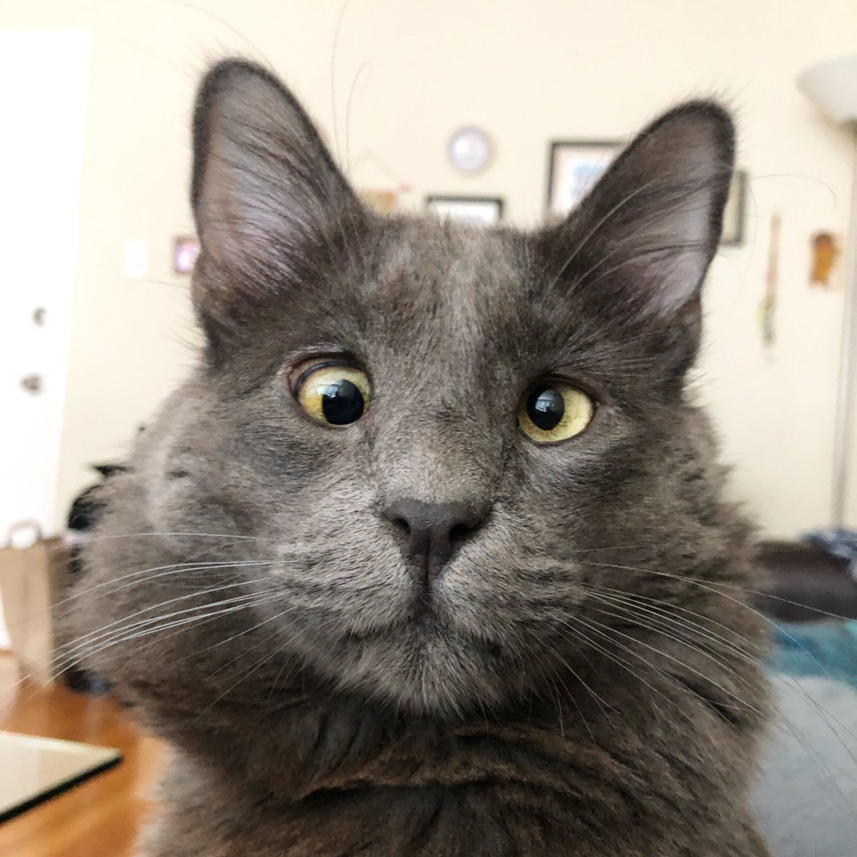 Косоглазие у кошек