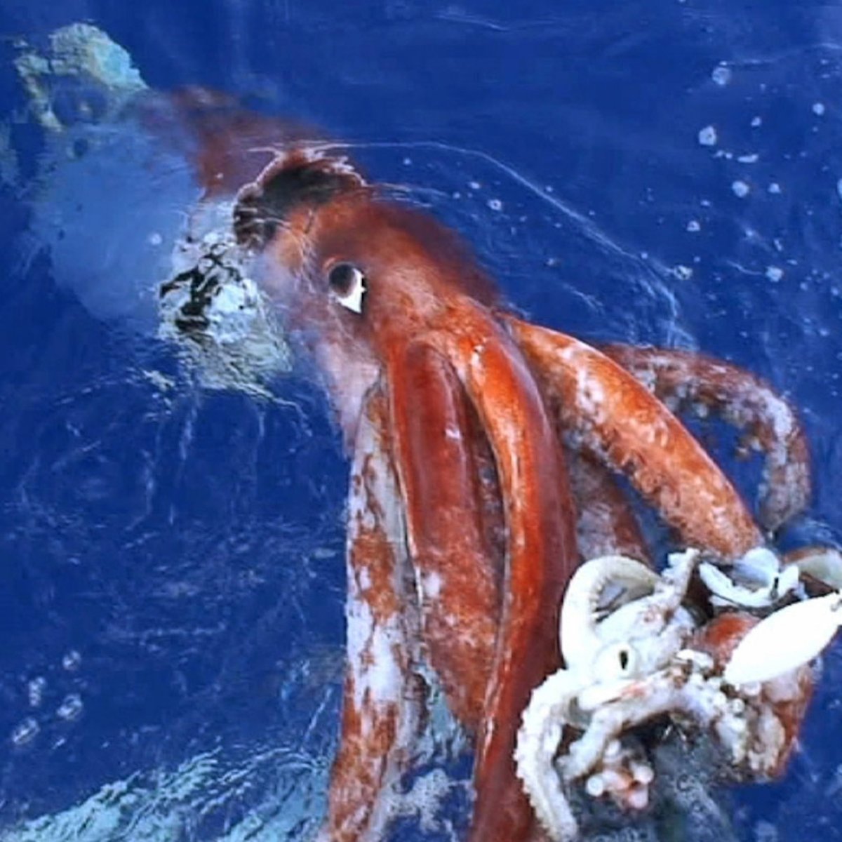 Гигантский кальмар Кракен