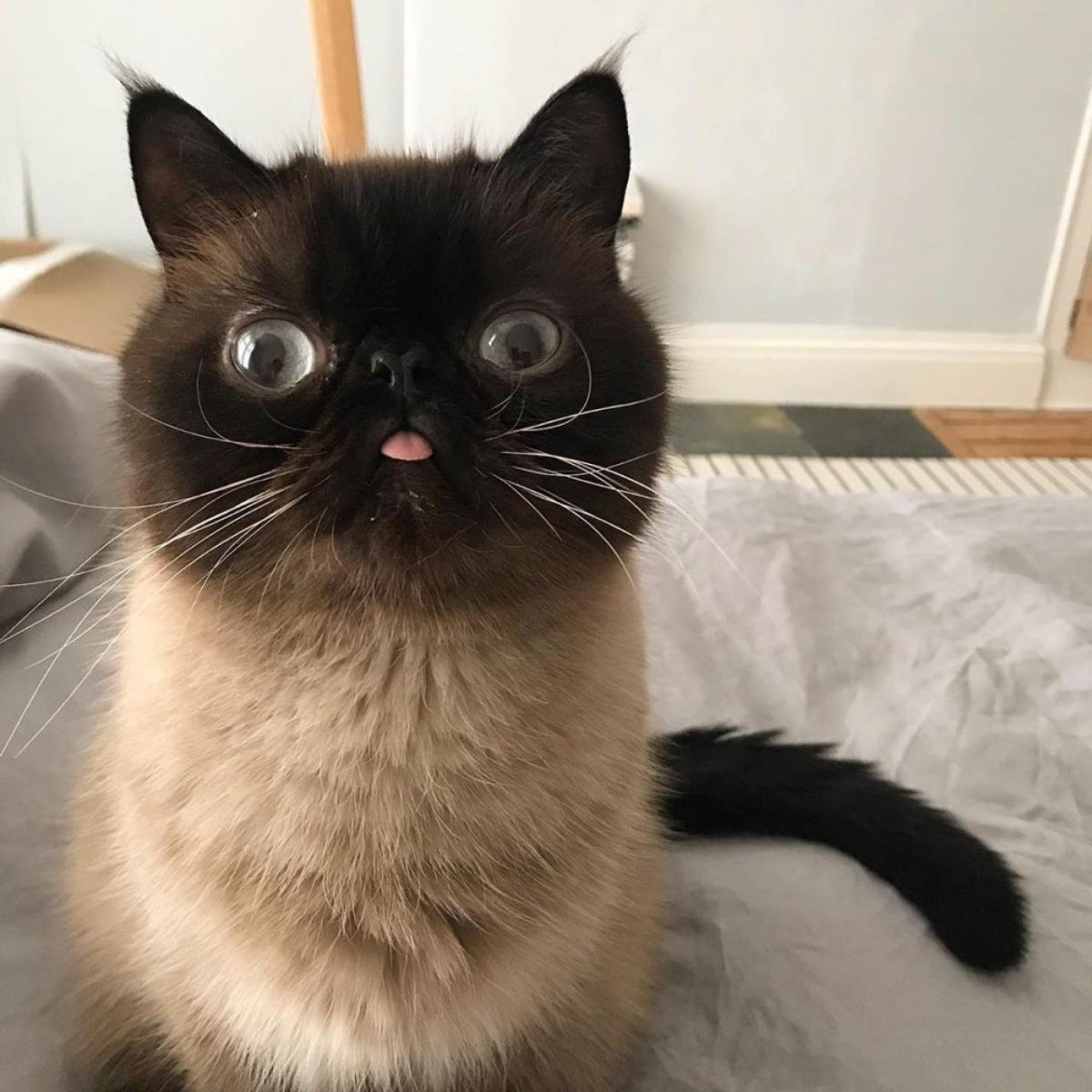 Сиамский кот косоглазый