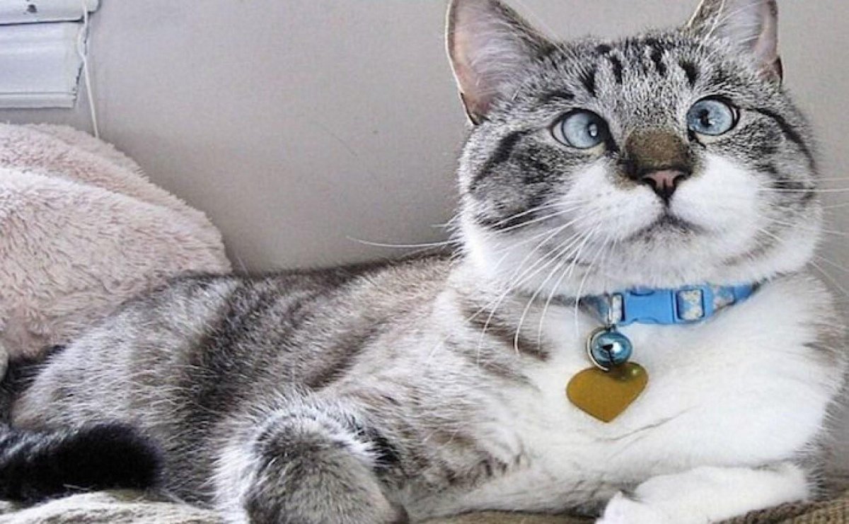 Спанглс кот